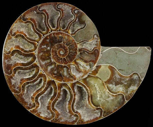 Cut Ammonite Fossil (Half) - Agatized #69042
